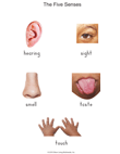 5 Senses