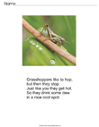 Grasshopper Story