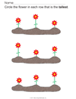 Which Flower is Taller?