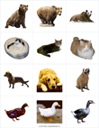 Animals