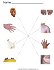 Body Parts - Nonidentical Matching