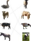 Nonidentical Animal Match