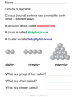 Groups of Bacteria