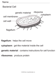 Bacterial Cell