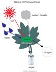 Photosynthesis Diagram