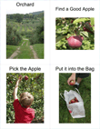 Apple Orchard