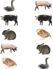 Identical Farm Animals