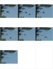 Sequence of Birds In A Tree