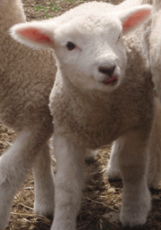 Lamb