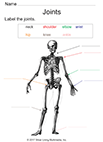 Anatomy - Joints