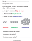 Groups of Bacteria