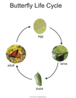 Butterfly Life Cycle