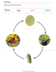 Butterfly Life Cycle