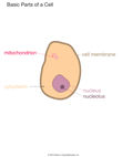 Parts of a Cell