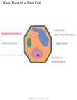 Plant Cell