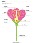 Parts of A Flower