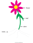 Parts of a Flower