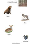 Forest Animals