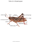 Parts of a Grasshopper
