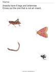 Insects