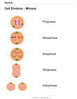 Mitosis Phases