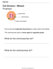 Mitosis Phases