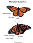 Male and Female Monarchs