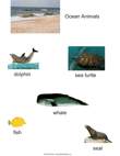 Ocean Animals