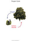 Oxygen Cycle