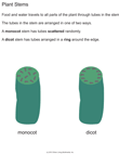 Monocot and Dicot