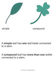 Simple and Compound Leaves