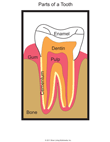 Parts of the Tooth